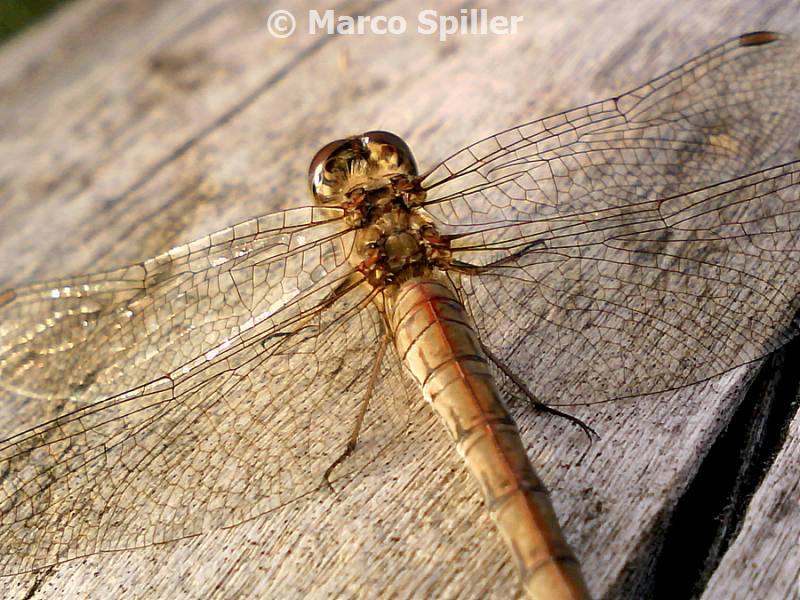 Brachythemis impartita... no, Sympetrum striolatum, femmina